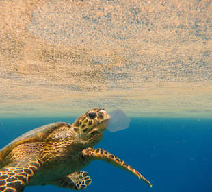 Schildkröte beim Fressen