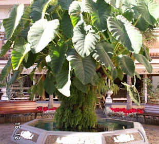 Eine Bananenstaude in der City