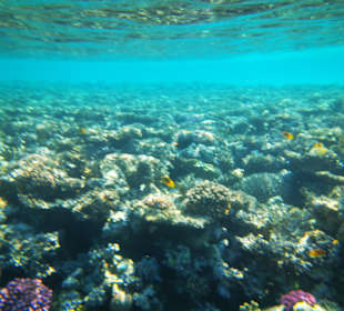 Schnorcheln Makadi Bay