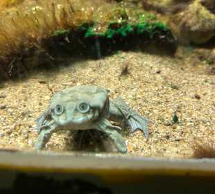 Aquazoo Löbbecke Museum Düsseldorf