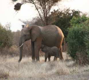 Babyelefant trinkt Muttermilch in Tsavo Ost