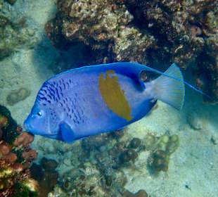 Unterwasserwelt Musandam