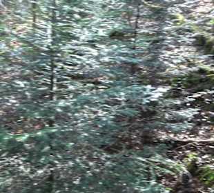 Grafenberger Brünnele