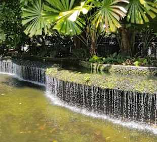 Botanischer Garten Singapur.