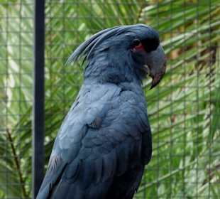 Majestätischer Vogel