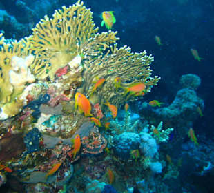 Korallenstock am Tauchplatz