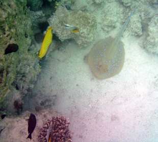 Beim Schnorcheln von der Seebrücke aus