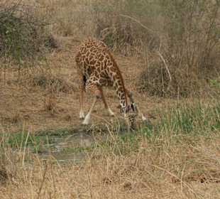 Giraffe im Tsavo West