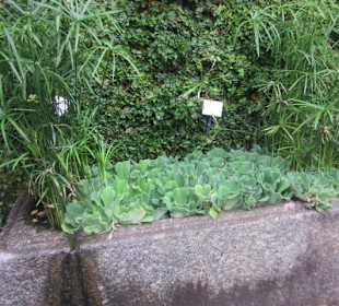 Botanischer Garten Bergamo