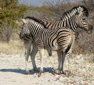 Steppenzebras im Etosha-NP