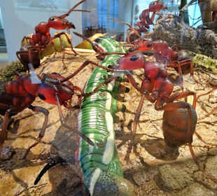 Exponate des Naturkundemuseums Coburg