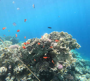 Unterwasserwelt in Hurghada