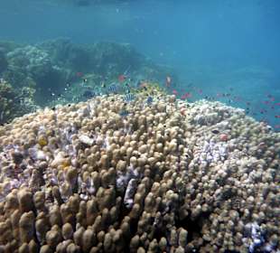 Schnorcheln Marsa Alam