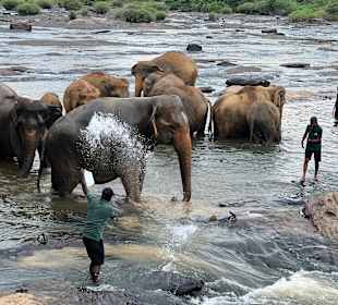 Elefanten beim Baden