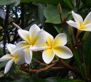 Frangipani in voller Blüte