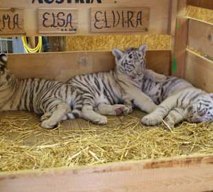 Kameltheater & Weißer Hof