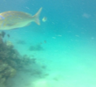 Šnorchlování 200 m od hotelové pláže