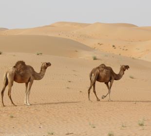 Kamel-Herde in der Wüste