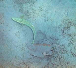 Diese beiden schlafen in der Bucht