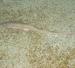 Hai in einem Becken im Center