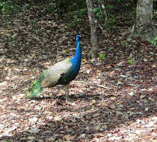 Hier gibt es auch Pfauen zu sehen