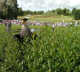 Flugshow Greifvogel ganz nah