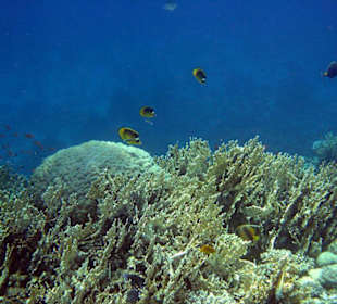 Die Unterwasserwelt vor dem Calimera Habiba Beach