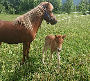 Wandern Reit Im Winkl