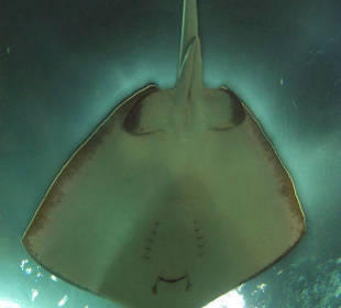 Rochen im Loro Parque