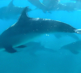 Delphintour mit Moby 2014