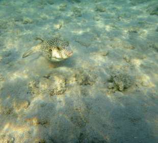 Kugelfisch im flachen Wasser