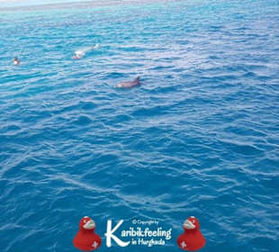 Private Delfin-Tour mit Delfinbeobachtung 16.11.20