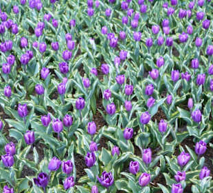 Blumenpracht im Keukenhof