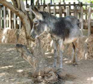 Botanischer Garten Viveiro