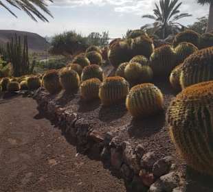 Kakteengarten