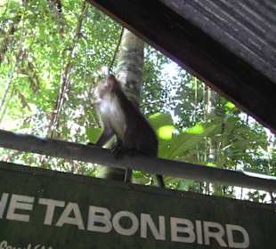 Affen am Park Eingang