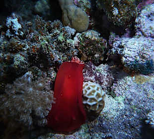 Spanische Tänzerin beim Nachttauchgang