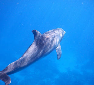 Delfintour 22.10.2013