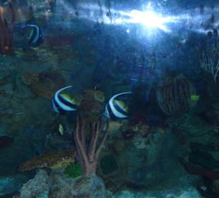 Mundomar Juillet 2011