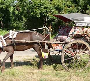 Kutsche
