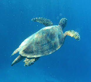 Schnorcheln Marsa Alam
