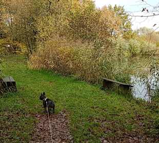 Gegenüber der Mühle  Halbrundkurs Mühlenteich