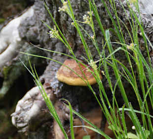 Karkonoski Park Narodowy