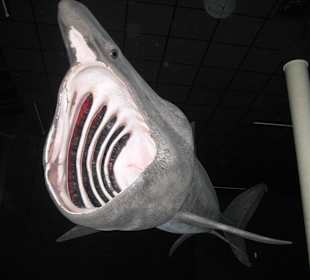 "Da passt schon einiges rein"