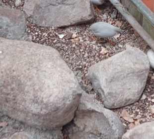 Schmetterlingsgarten