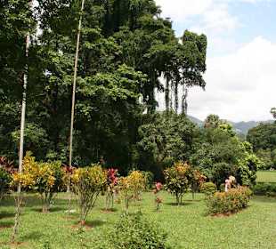Botanischer Garten Kandy