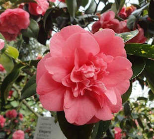 Flora