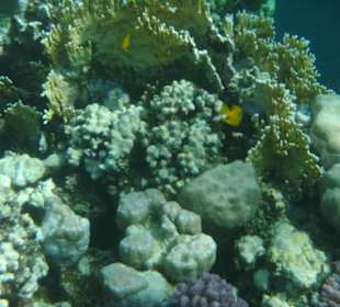 Lebendes Riff mit Fischen