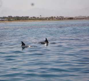 Die Delfine vonm Glasboden-Boot aus