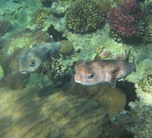 Schnorcheln beim Fort Arabesque